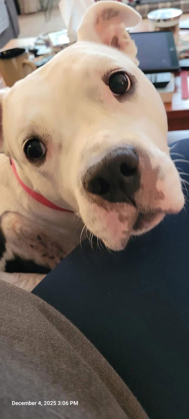 Enlarge Chyna *Special Needs*, a Adoptable Pit Bull Terrier in Saint Paul, MN image 2/3