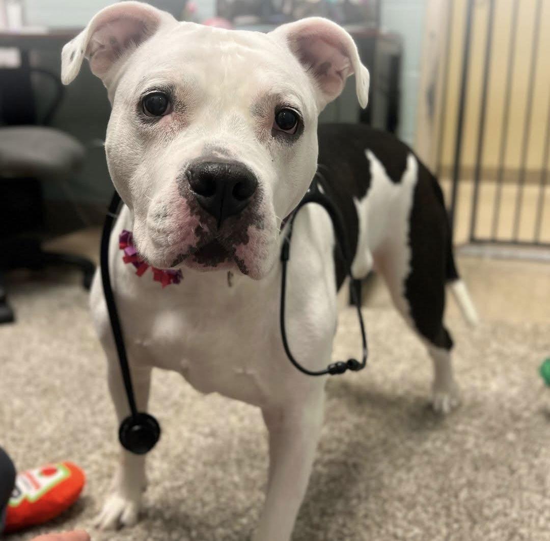 Enlarge Chyna *Special Needs*, a Adoptable Pit Bull Terrier in Saint Paul, MN image 3/3