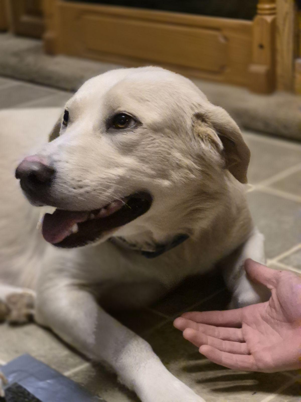 Yukon (Waco), Adoptable, Adult Female Great Pyrenees.