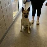 Dallas 60129489, ADOPTABLE, Young Female German Shepherd Dog.