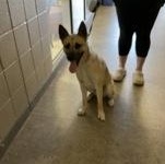 Enlarge Dallas 60129489, a ADOPTABLE German Shepherd Dog in Harvey , LA image 2/2