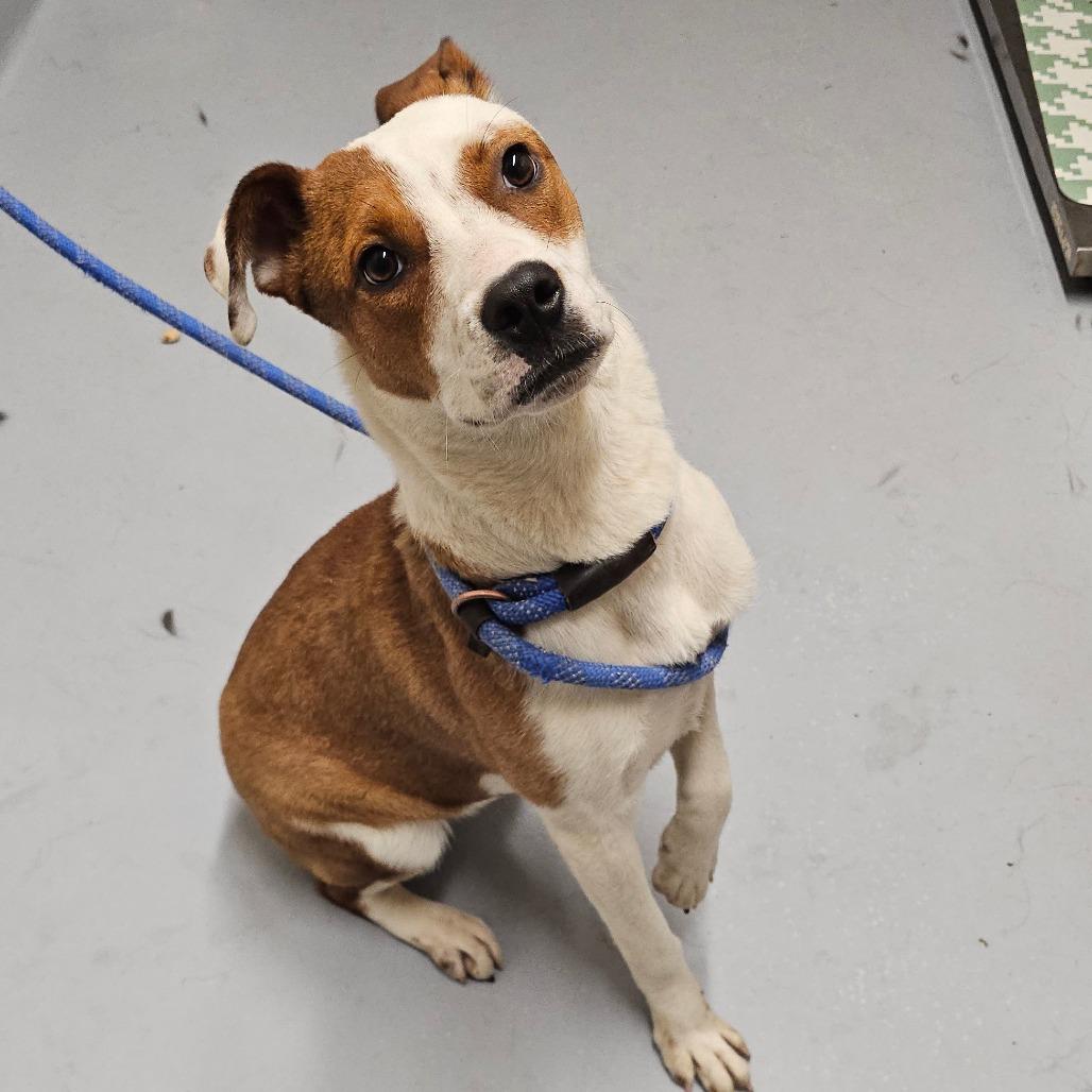 Enlarge Periwinkle, a Adoptable mixed breed in Concord, NC image 1/3