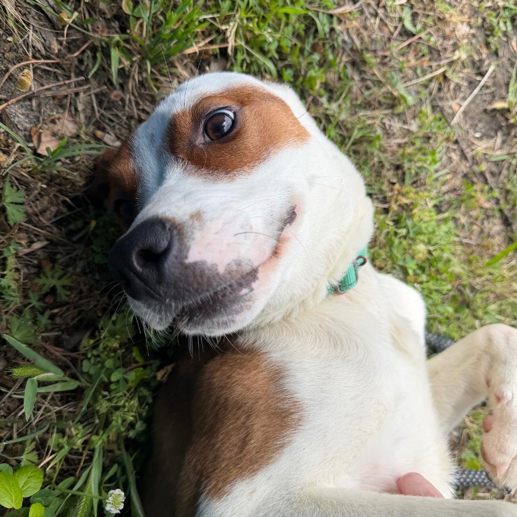 Enlarge Periwinkle, a Adoptable mixed breed in Concord, NC image 2/3