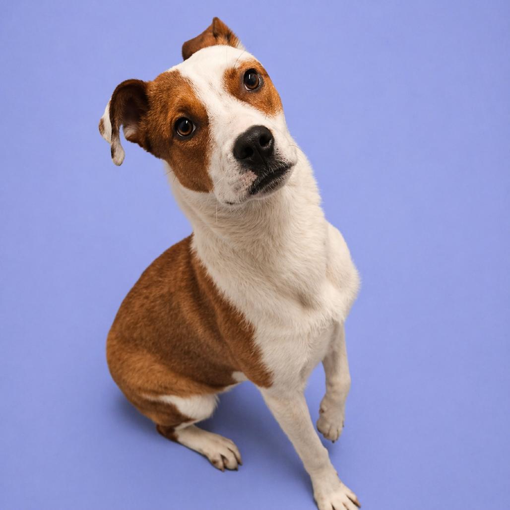 Enlarge Periwinkle, a Adoptable mixed breed in Concord, NC image 3/3