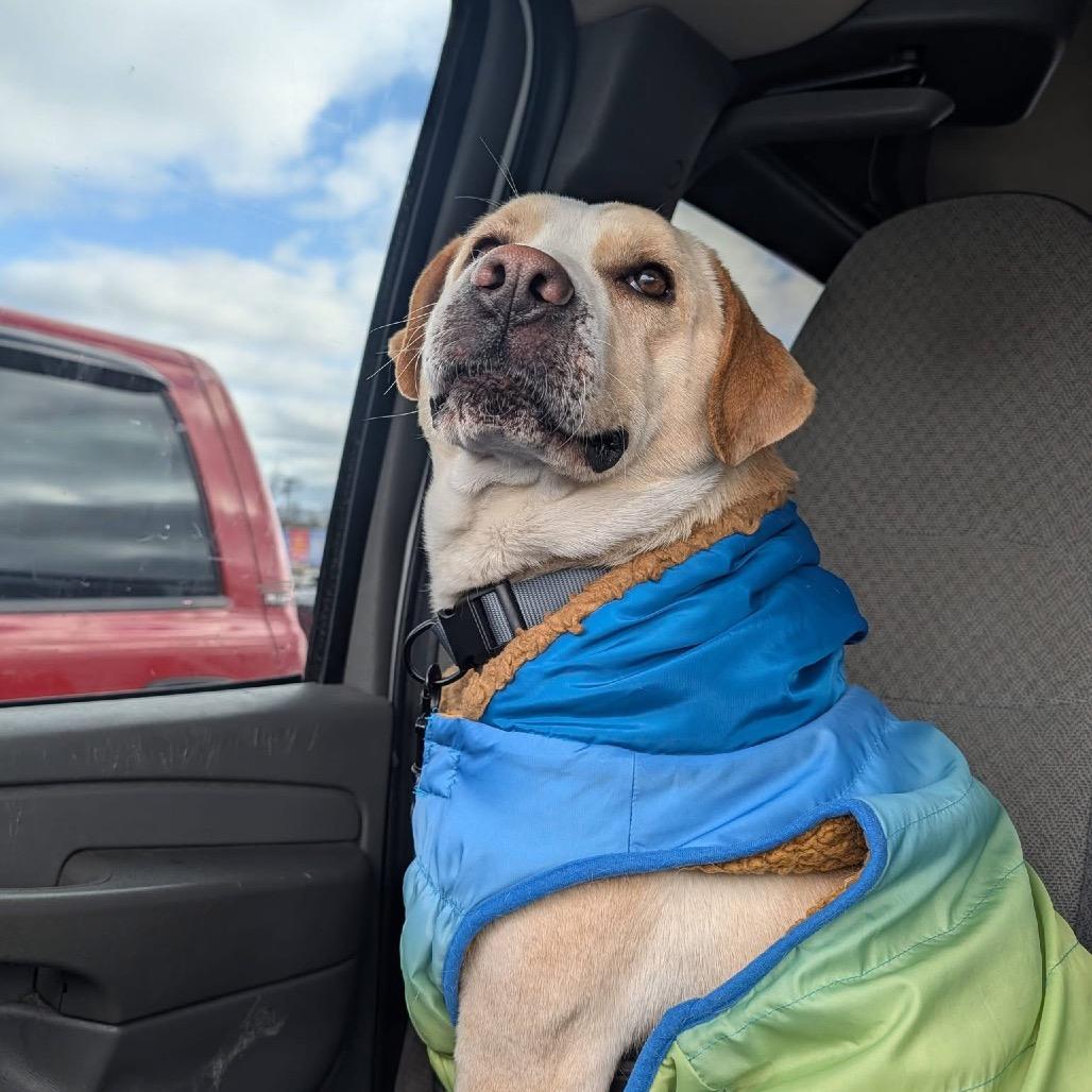 Ollie-Pop, Adoptable, Adult Male Yellow Labrador Retriever.