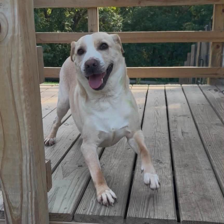 Enlarge Clyde, a Adoptable Yellow Labrador Retriever in Melbourne, KY image 3/6