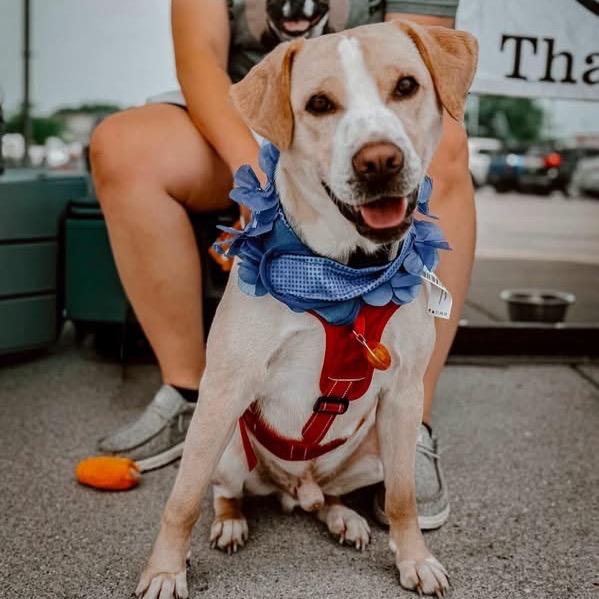 Enlarge Clyde, a Adoptable Yellow Labrador Retriever in Melbourne, KY image 4/6