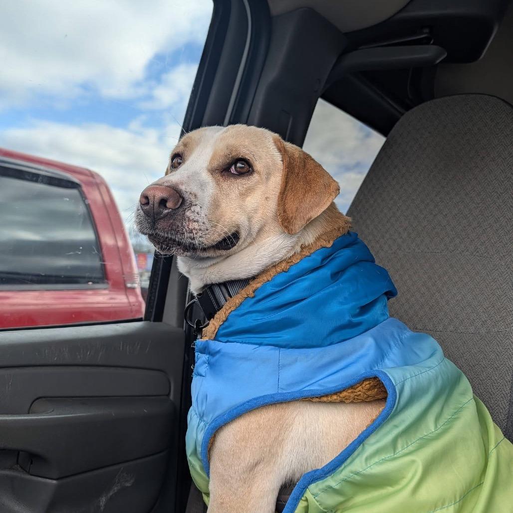 Enlarge Ollie-Pop, a Adoptable Yellow Labrador Retriever in Melbourne, KY image 2/2