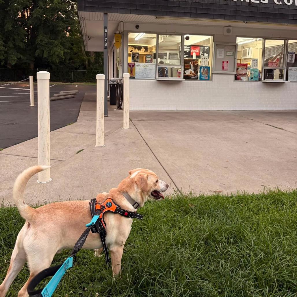 Enlarge Clyde, a Adoptable Yellow Labrador Retriever in Melbourne, KY image 6/6