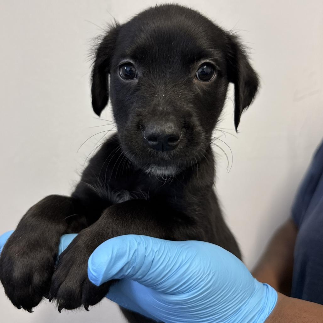 Ricky Bobby, Adoptable, Puppy Male Pointer & Cattle Dog.