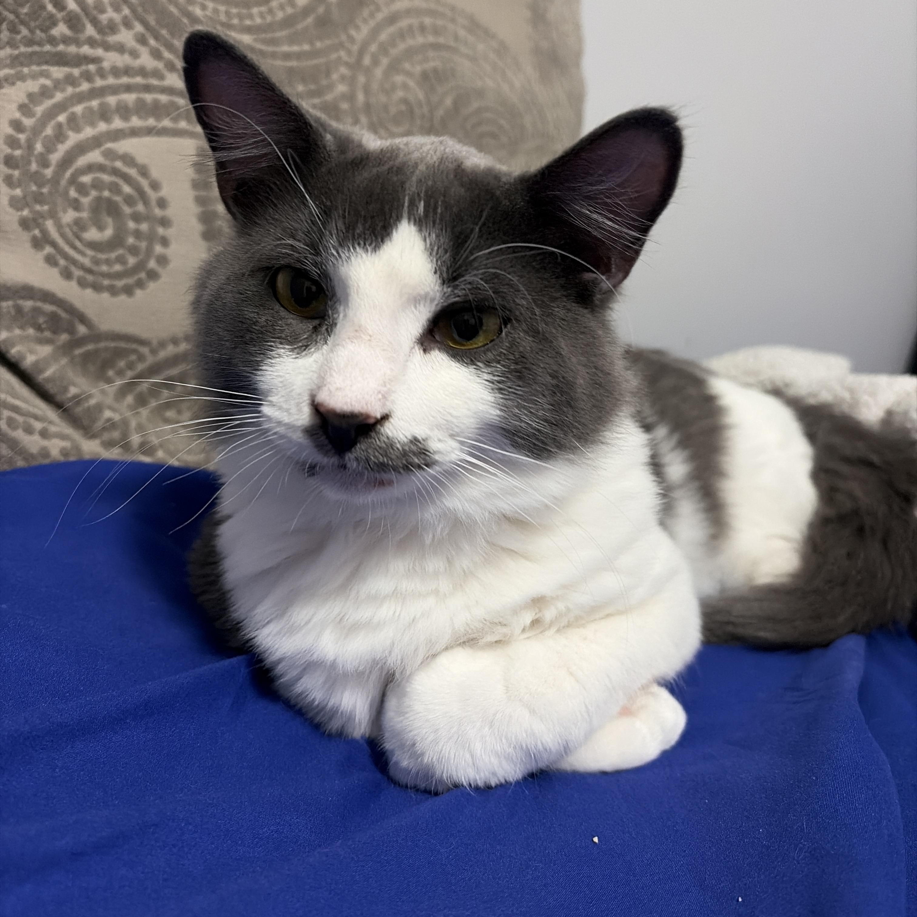 Enlarge Rio, a ADOPTABLE Domestic Short Hair in Pickering, ON image 1/6