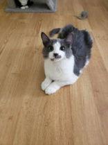 Enlarge Rio, a ADOPTABLE Domestic Short Hair in Pickering, ON image 2/6