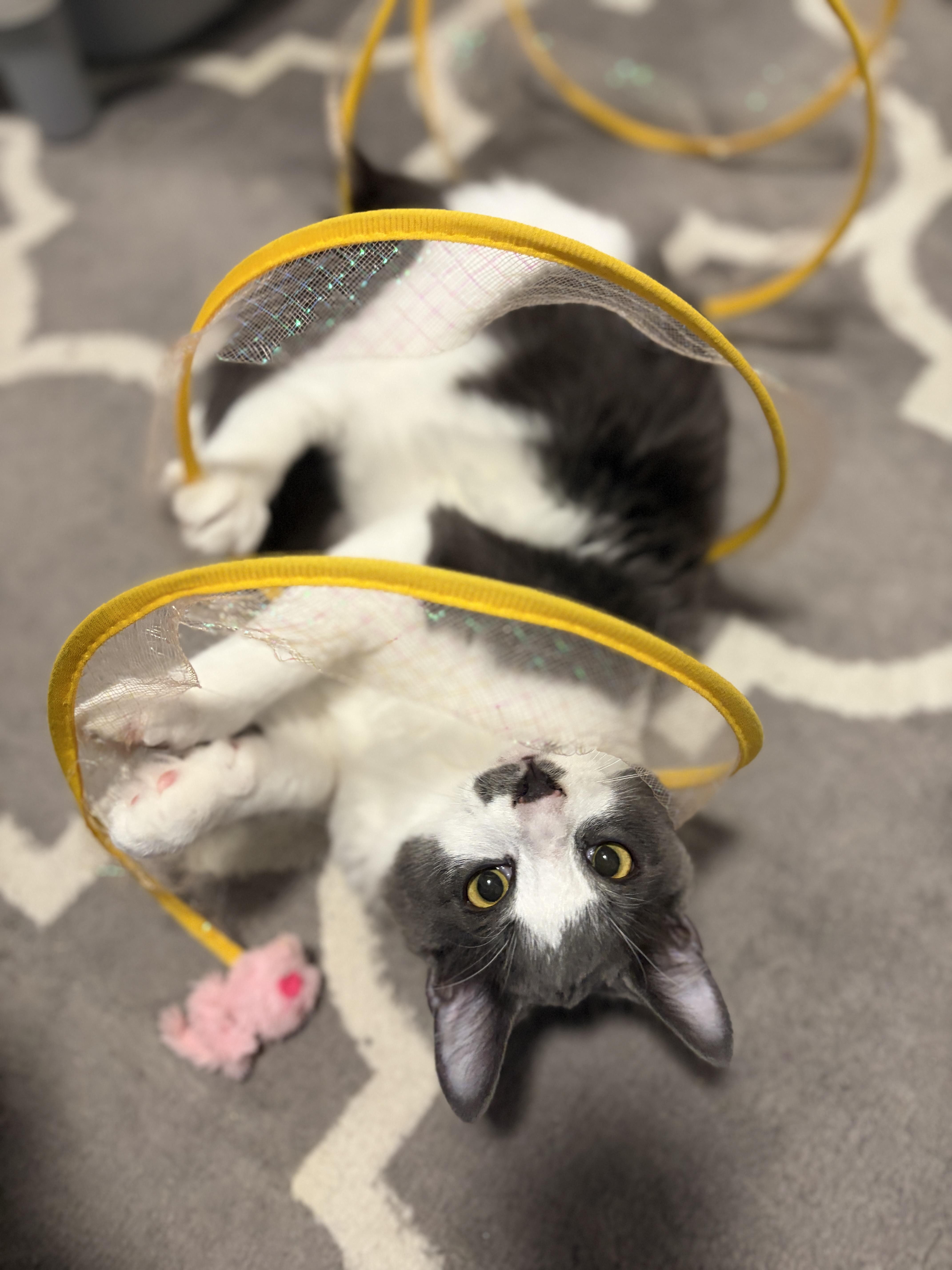 Enlarge Rio, a ADOPTABLE Domestic Short Hair in Pickering, ON image 3/6