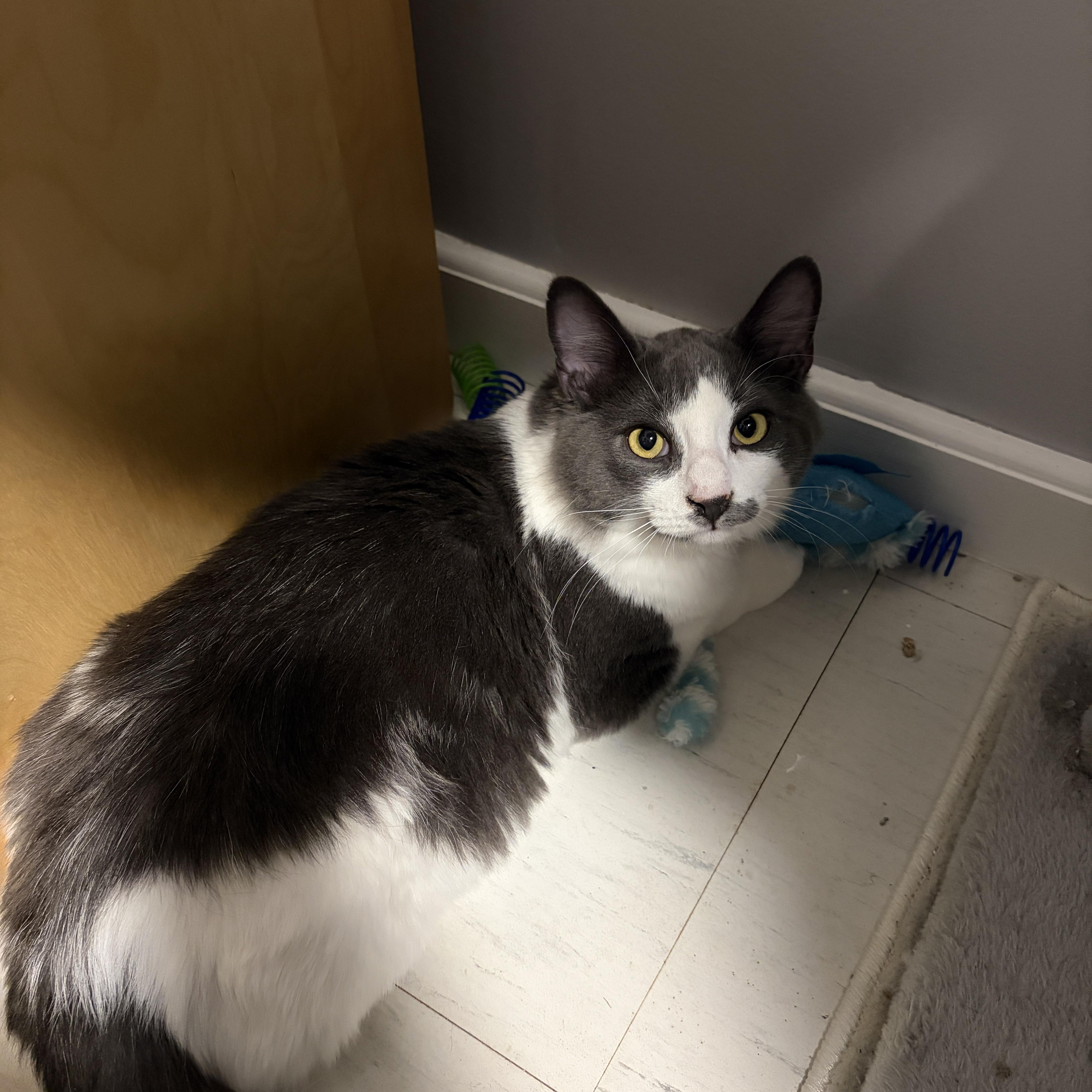 Enlarge Rio, a ADOPTABLE Domestic Short Hair in Pickering, ON image 5/6