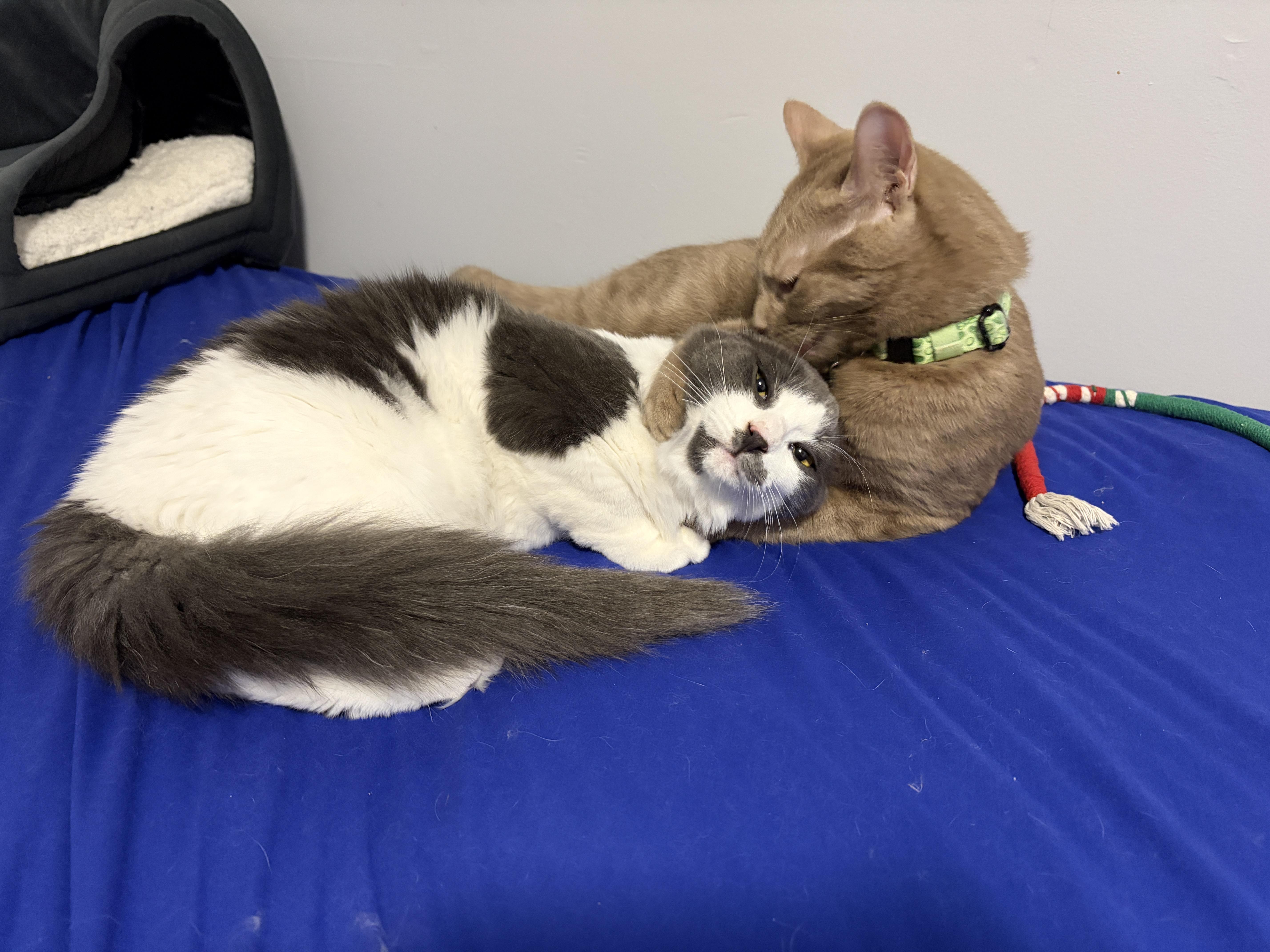 Enlarge Rio, a ADOPTABLE Domestic Short Hair in Pickering, ON image 4/6