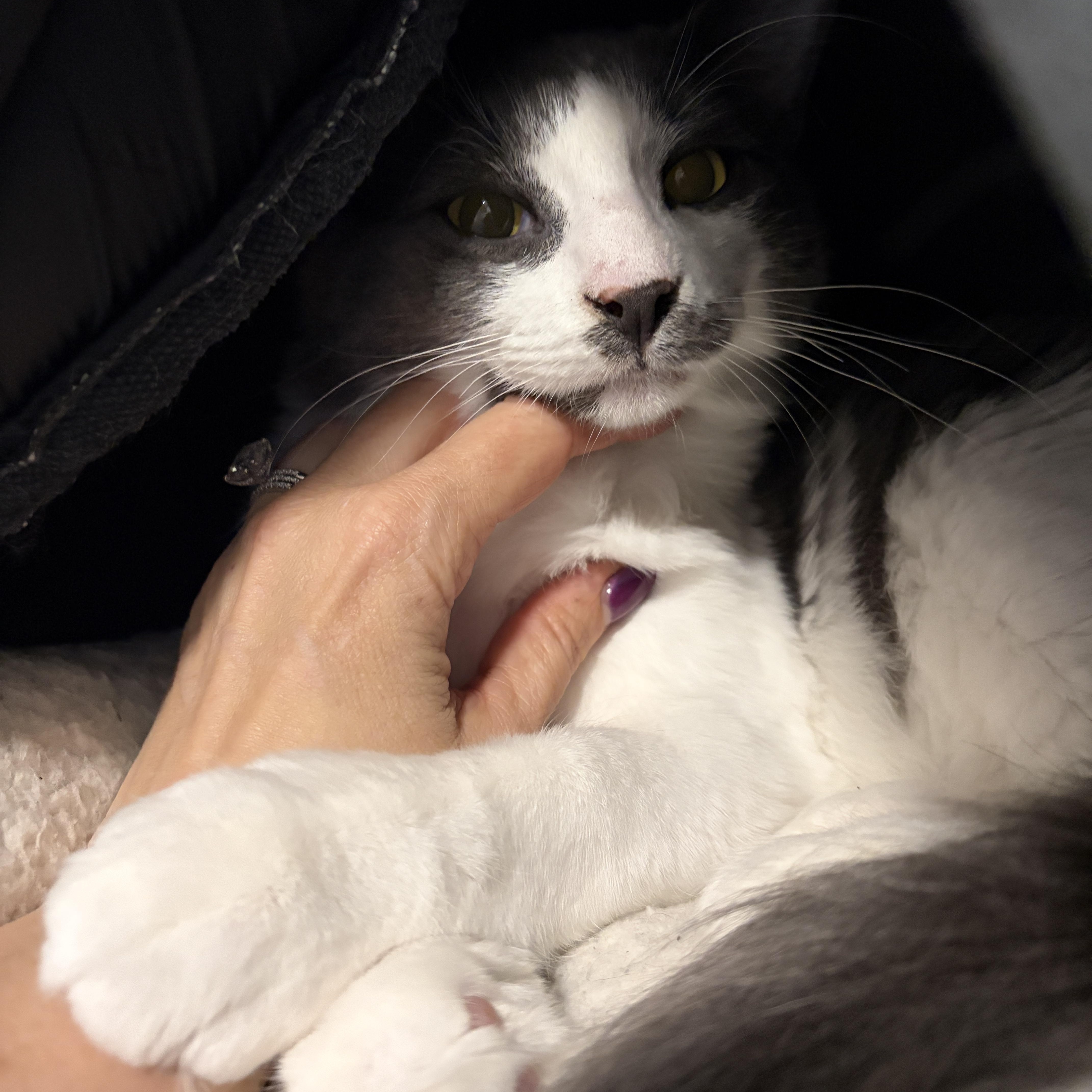Enlarge Rio, a ADOPTABLE Domestic Short Hair in Pickering, ON image 6/6