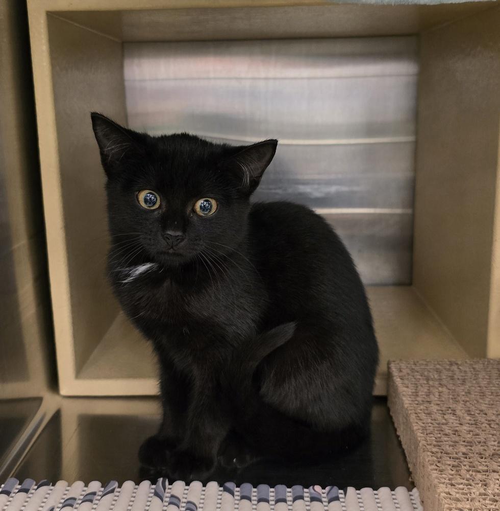 Cleopatra, Adoptable, Kitten Female Domestic Short Hair.