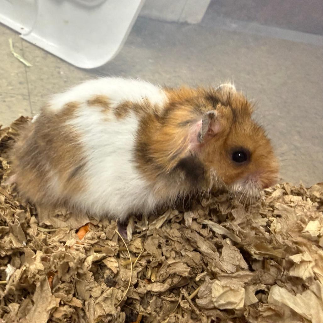 Enlarge Lil Wayne, an adopted Hamster in Medford, NY image 1/1