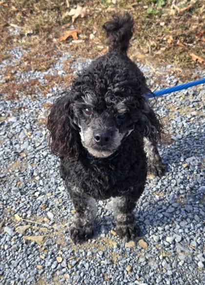 Harry, Adoptable, Young Male Poodle.