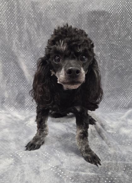 Enlarge Harry, a Adoptable Poodle in Malvern, PA image 2/2