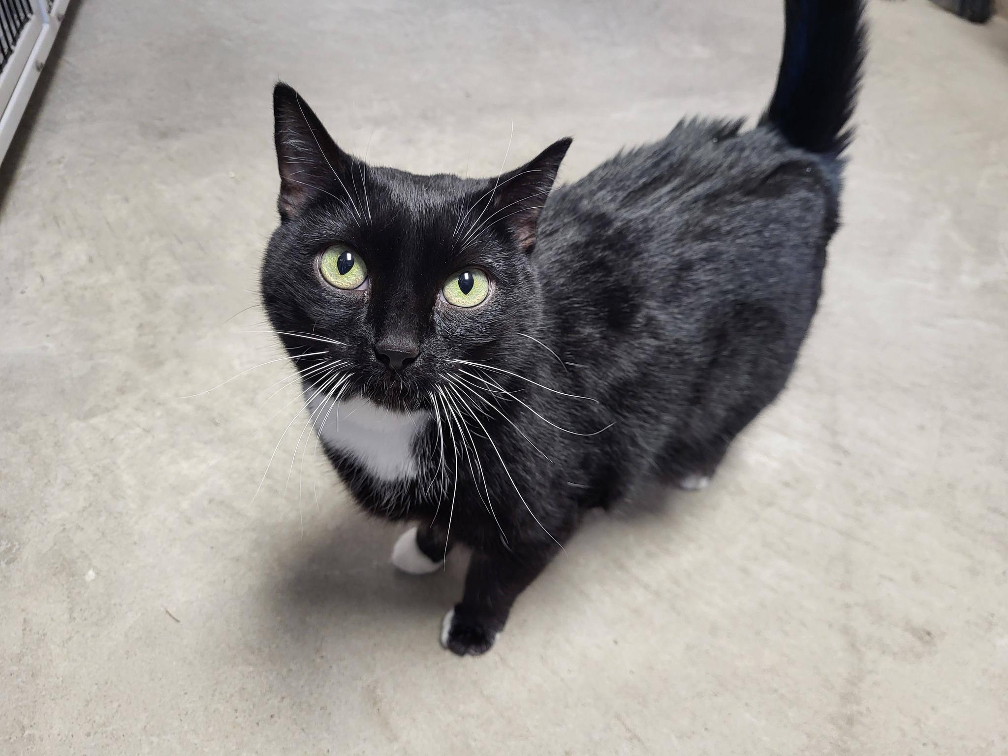 Armand, a Adoptable Domestic Short Hair in Chilton, WI image 6/6