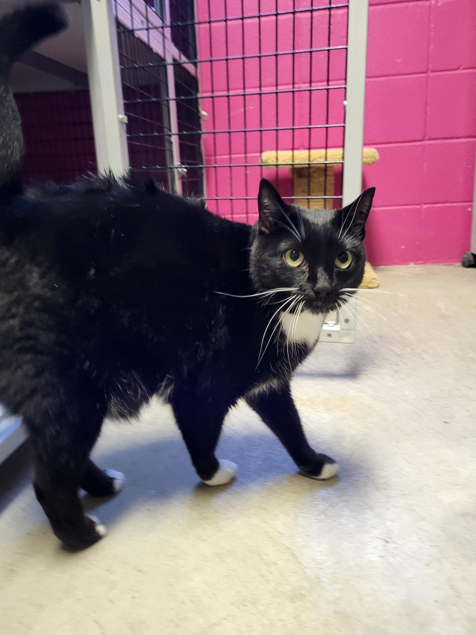 Enlarge Armand, a Adoptable Domestic Short Hair in Chilton, WI image 4/6