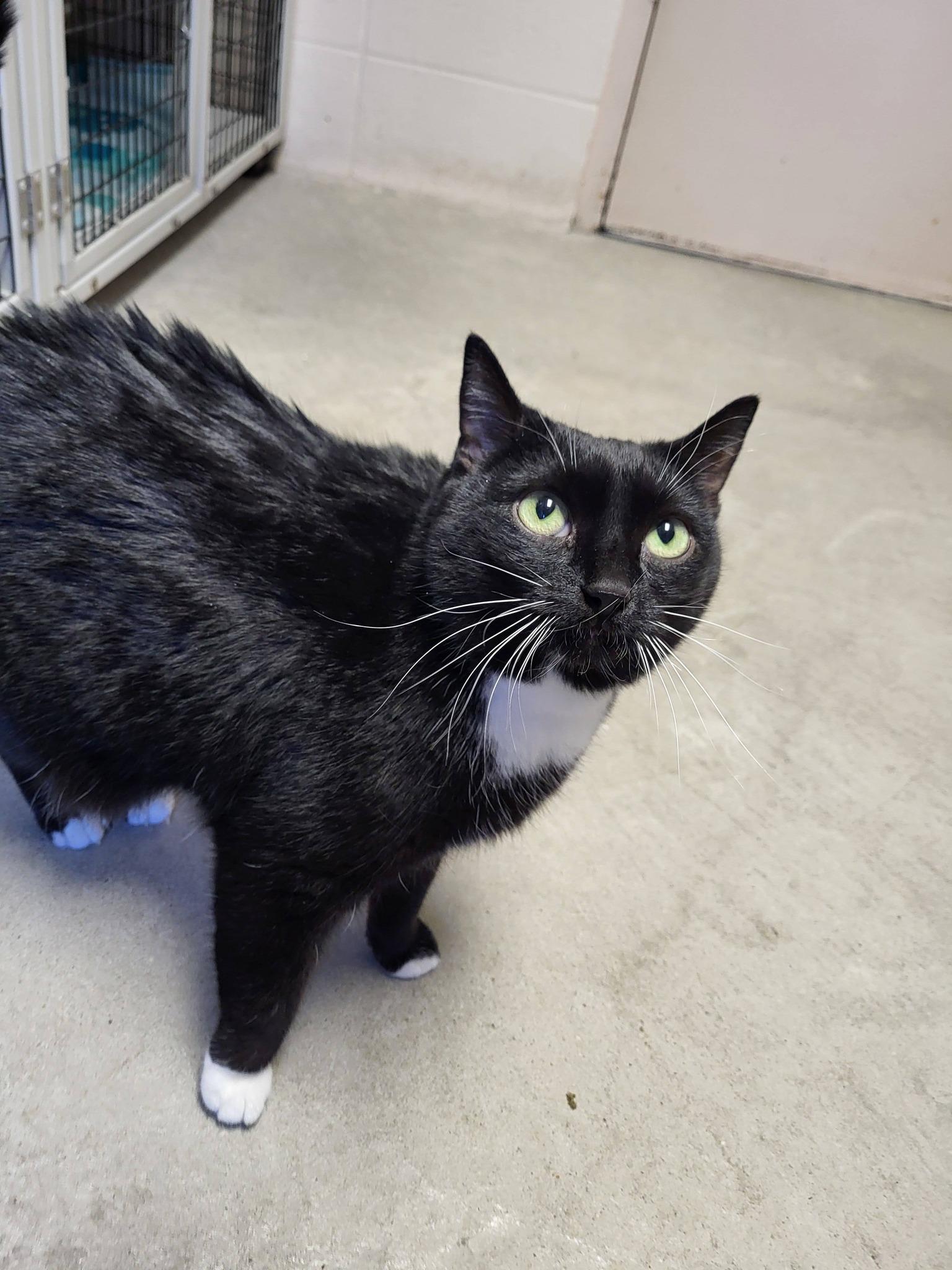 Armand, a Adoptable Domestic Short Hair in Chilton, WI image 3/6