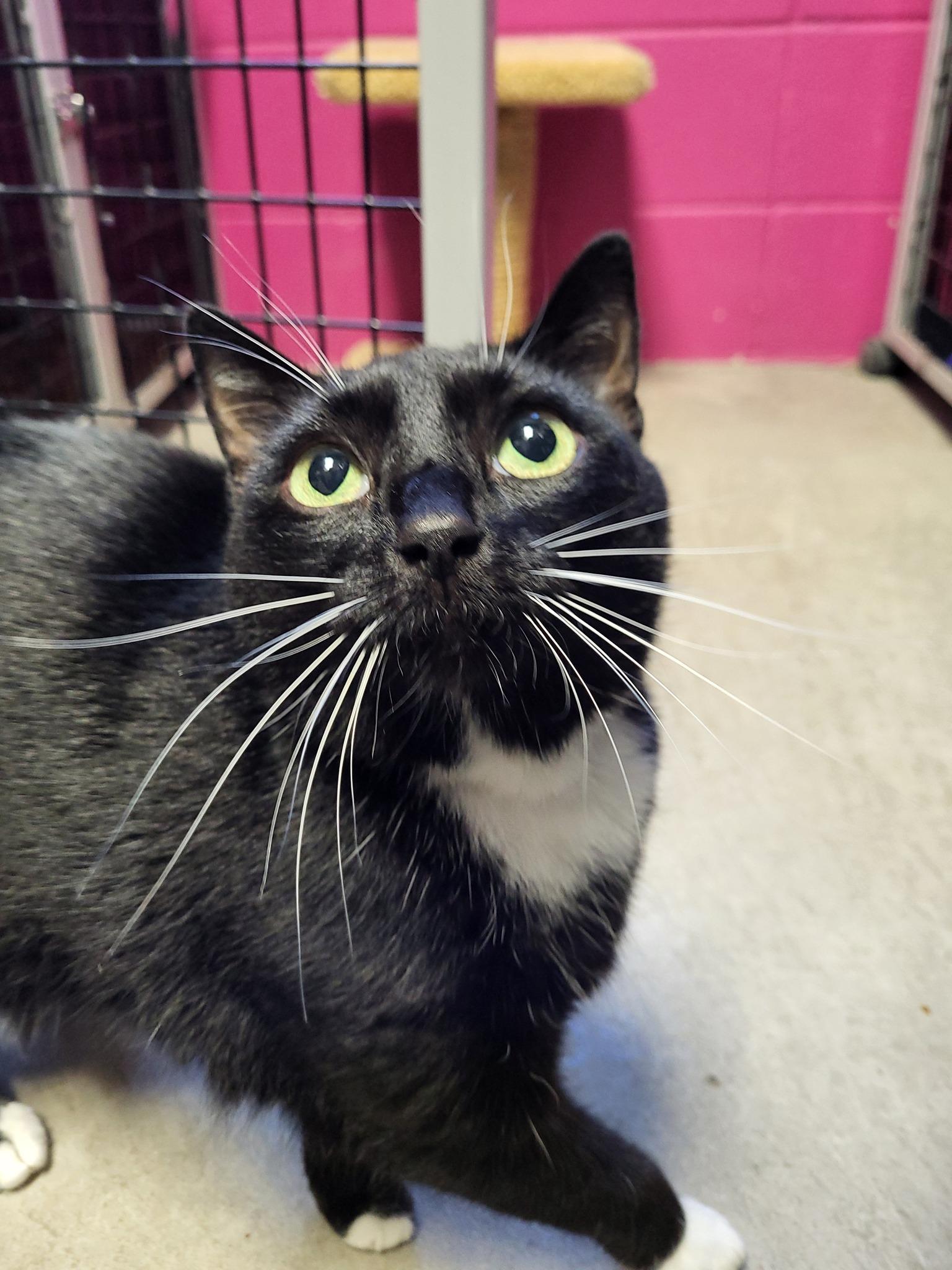 Enlarge Armand, a Adoptable Domestic Short Hair in Chilton, WI image 6/6