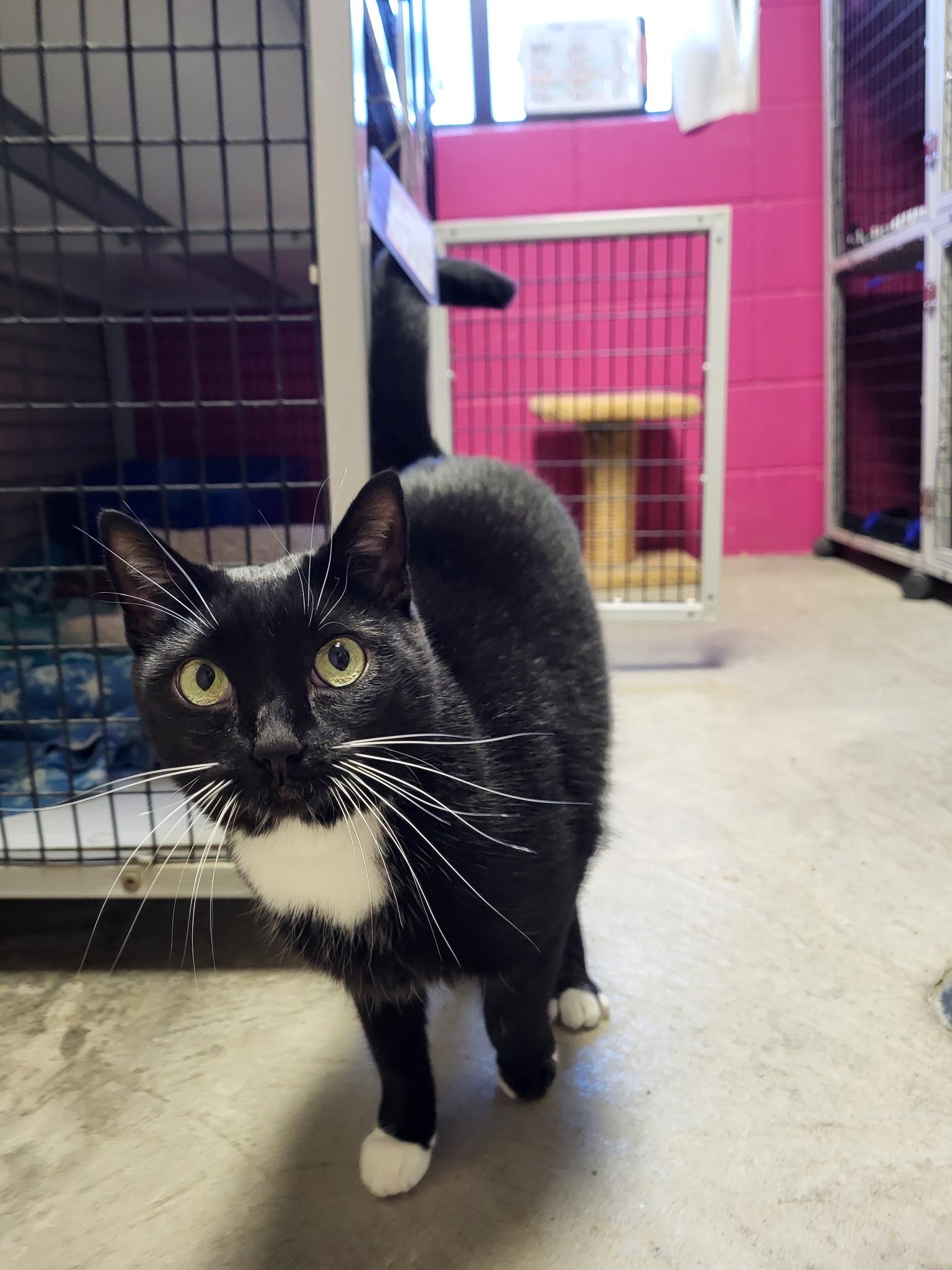 Enlarge Armand, a Adoptable Domestic Short Hair in Chilton, WI image 5/6