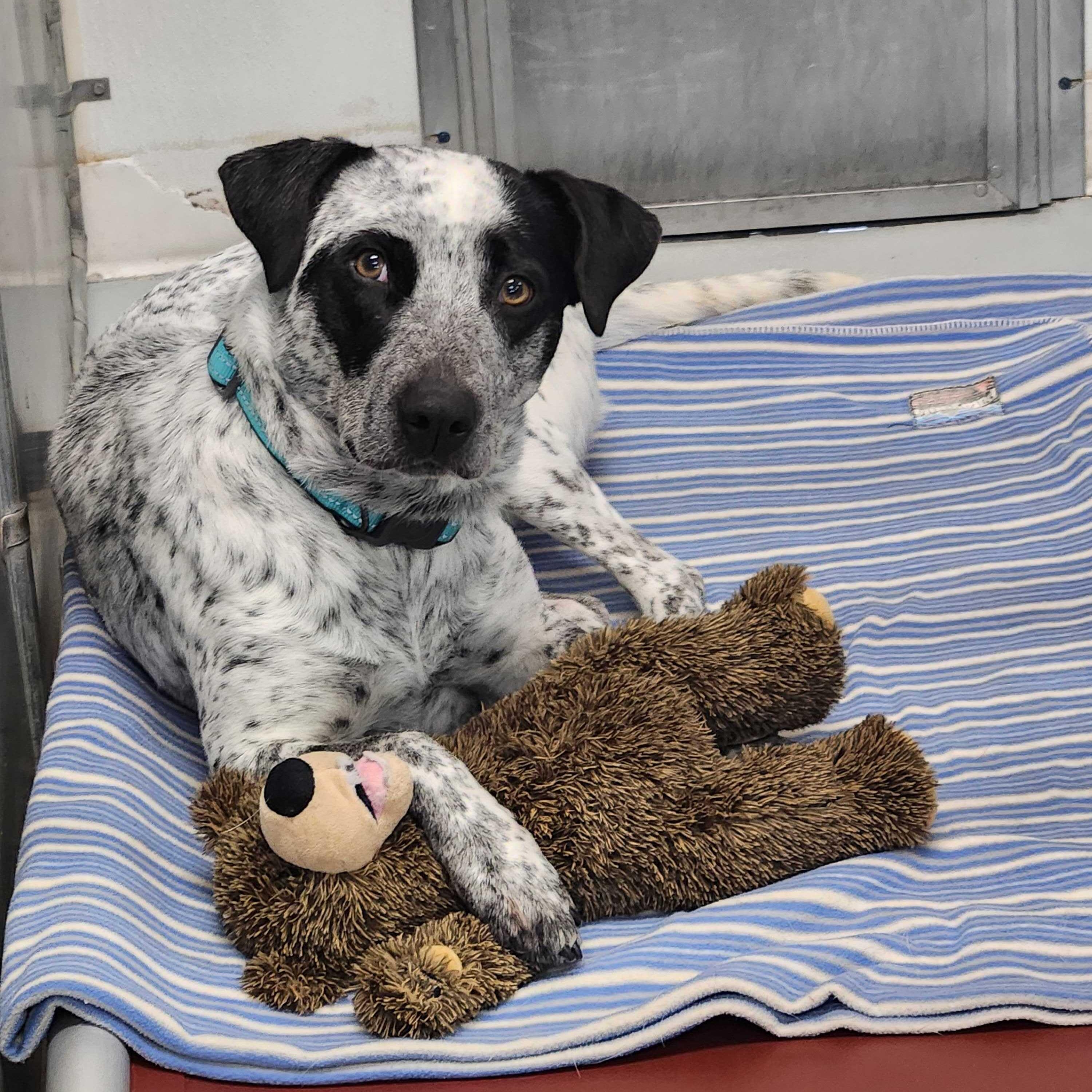 Lexi, ADOPTABLE, Adult Female Australian Cattle Dog / Blue Heeler.