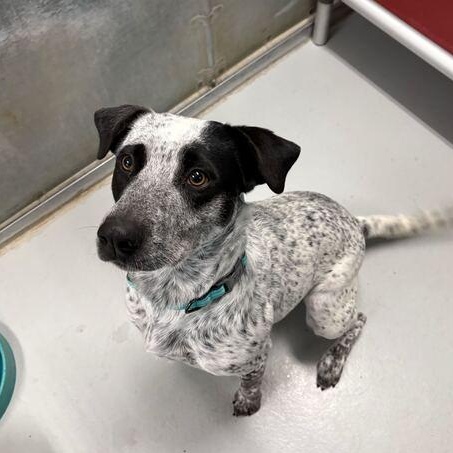 Lexi, a ADOPTABLE mixed breed in Driggs, ID image 2/2