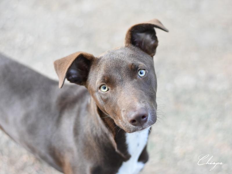 Chispa, Baby Female Terrier
