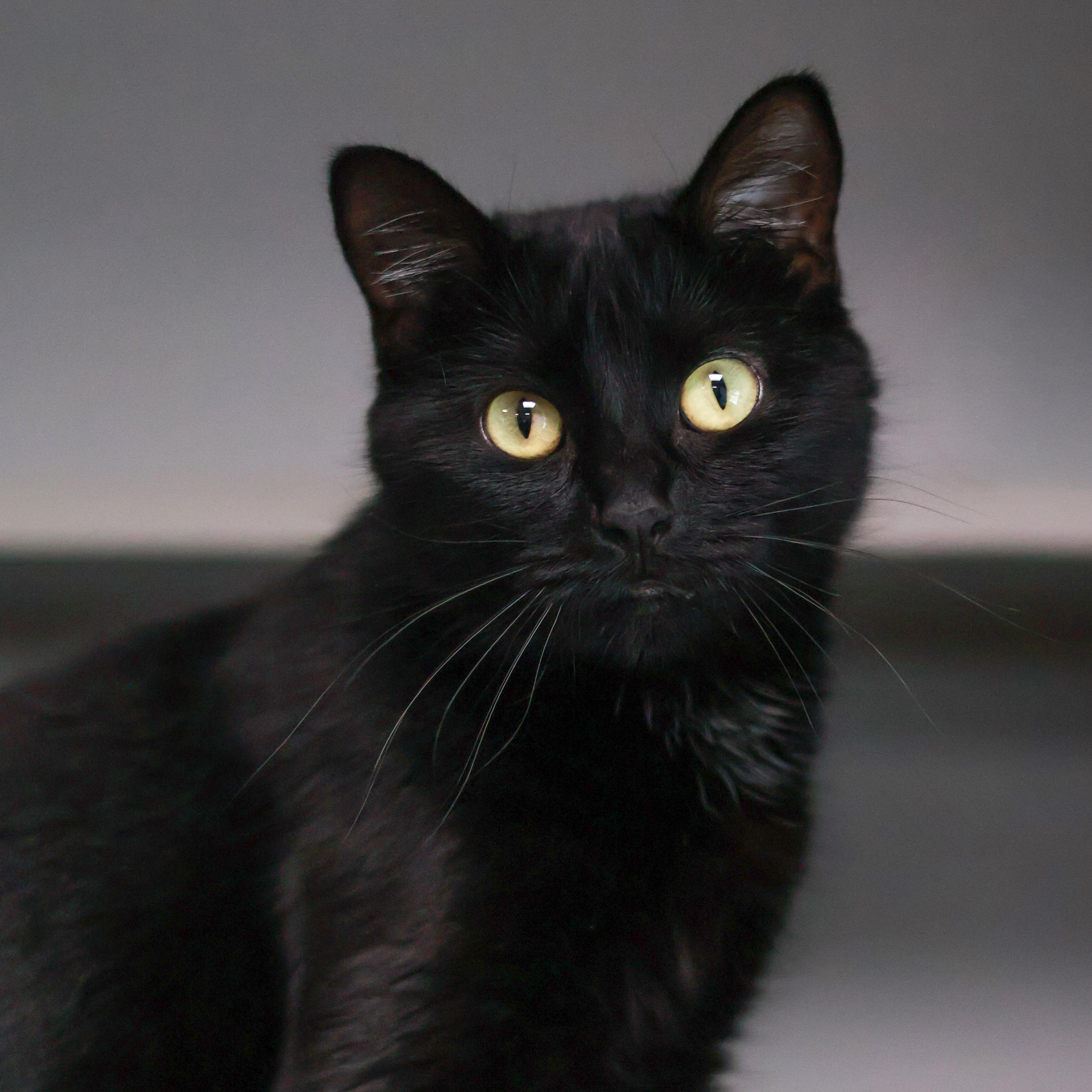 Enlarge Mayhem, a Adoptable Domestic Short Hair in St. Ignace, MI image 2/2