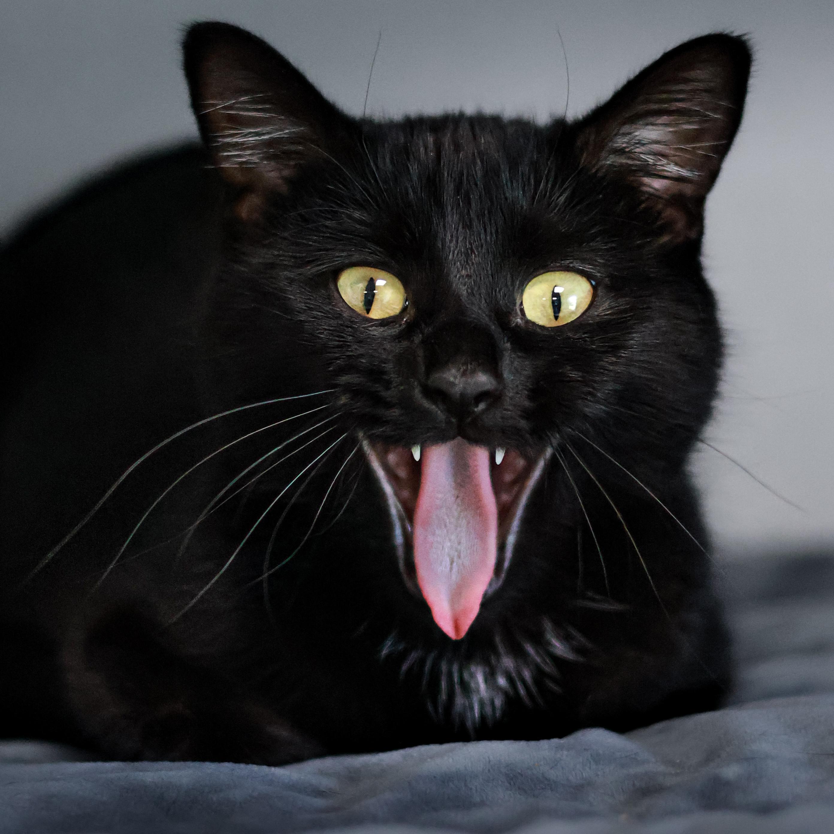 Enlarge Mayhem, a Adoptable Domestic Short Hair in St. Ignace, MI image 1/2