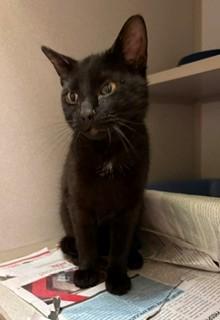 Merlot, ADOPTABLE, Young Male Domestic Short Hair.