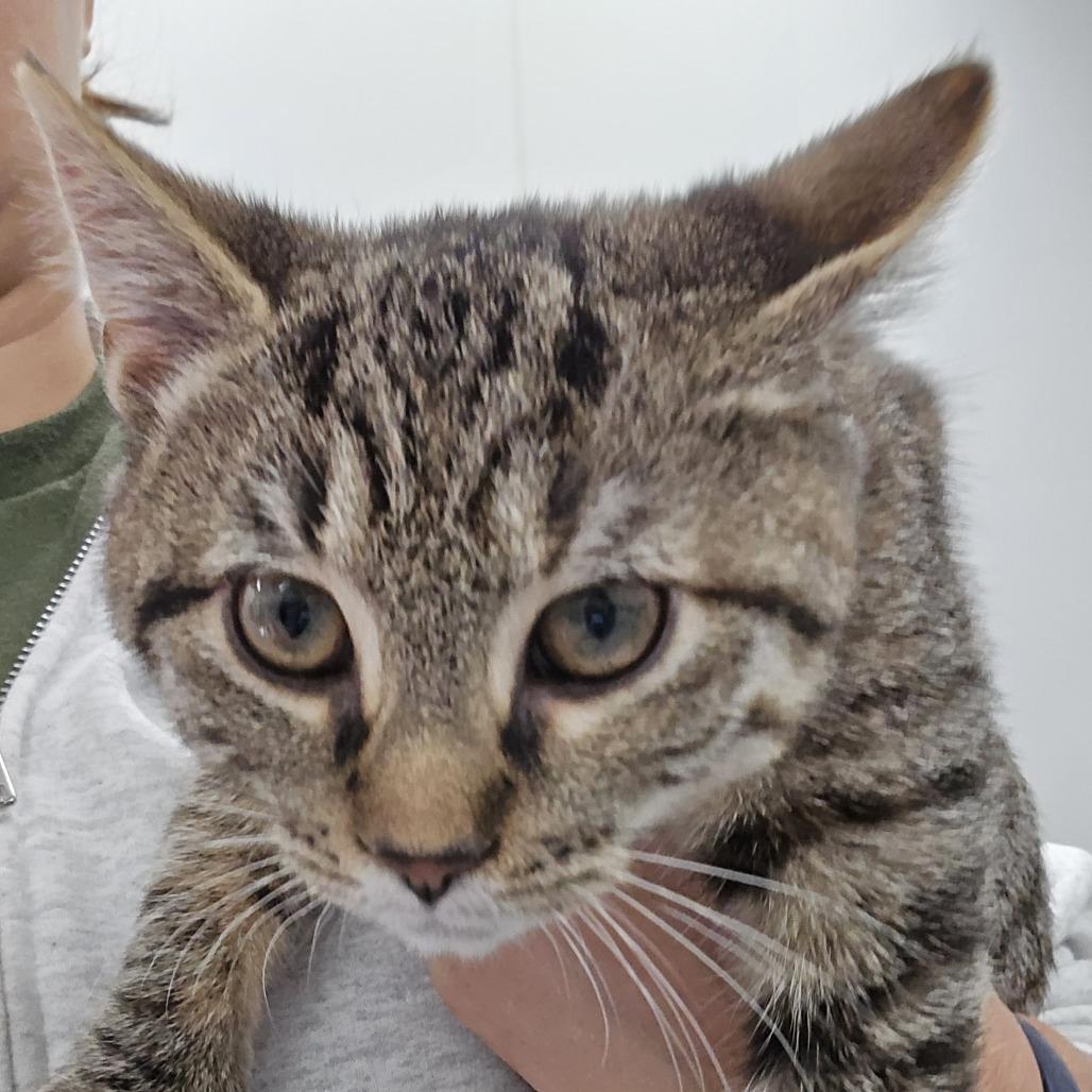 Enlarge Tera, a Adoptable Domestic Short Hair in Winston Salem, NC image 1/5