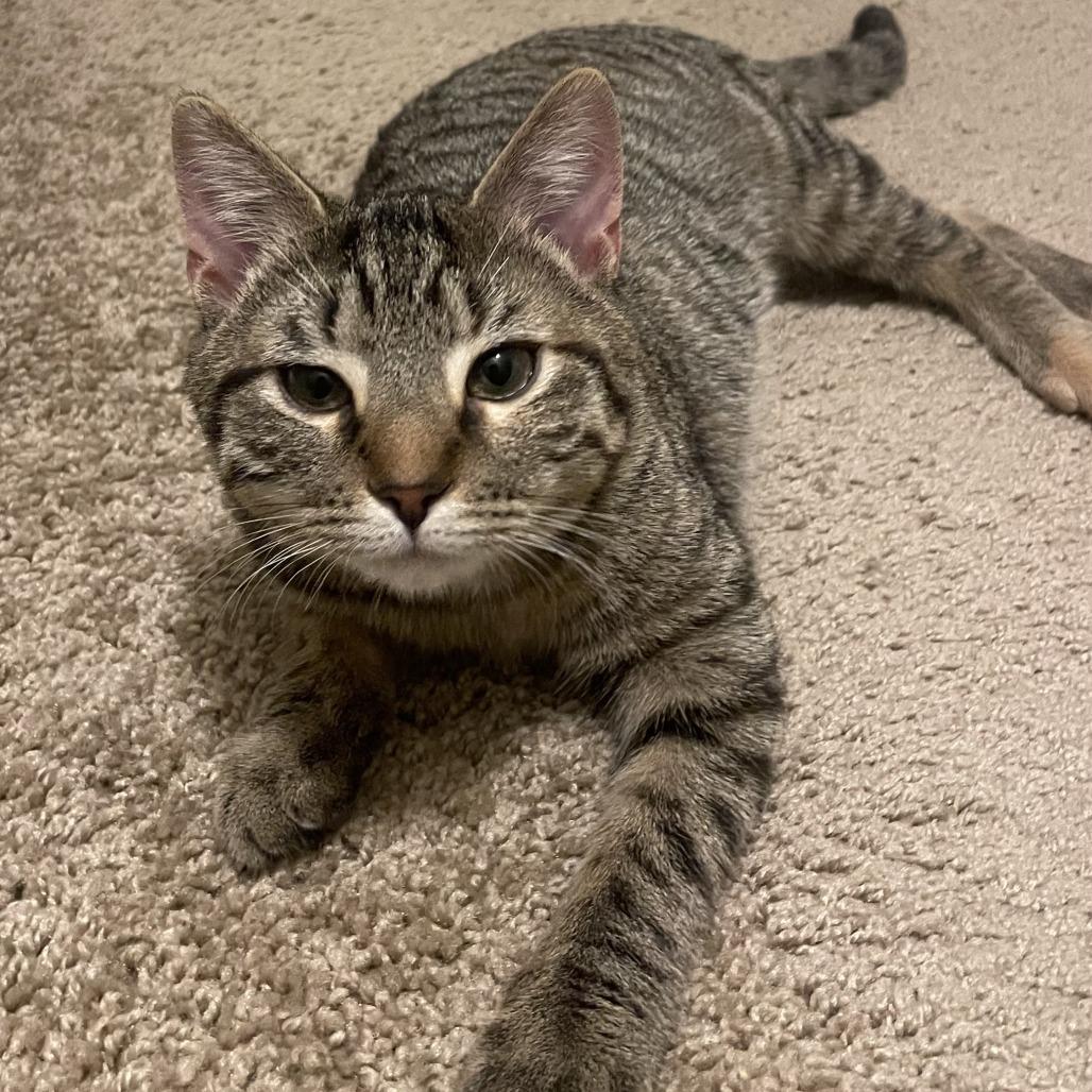 Enlarge Tera, a Adoptable Domestic Short Hair in Winston Salem, NC image 2/5