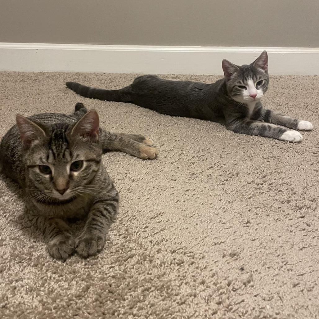 Enlarge Tera, a Adoptable Domestic Short Hair in Winston Salem, NC image 3/5