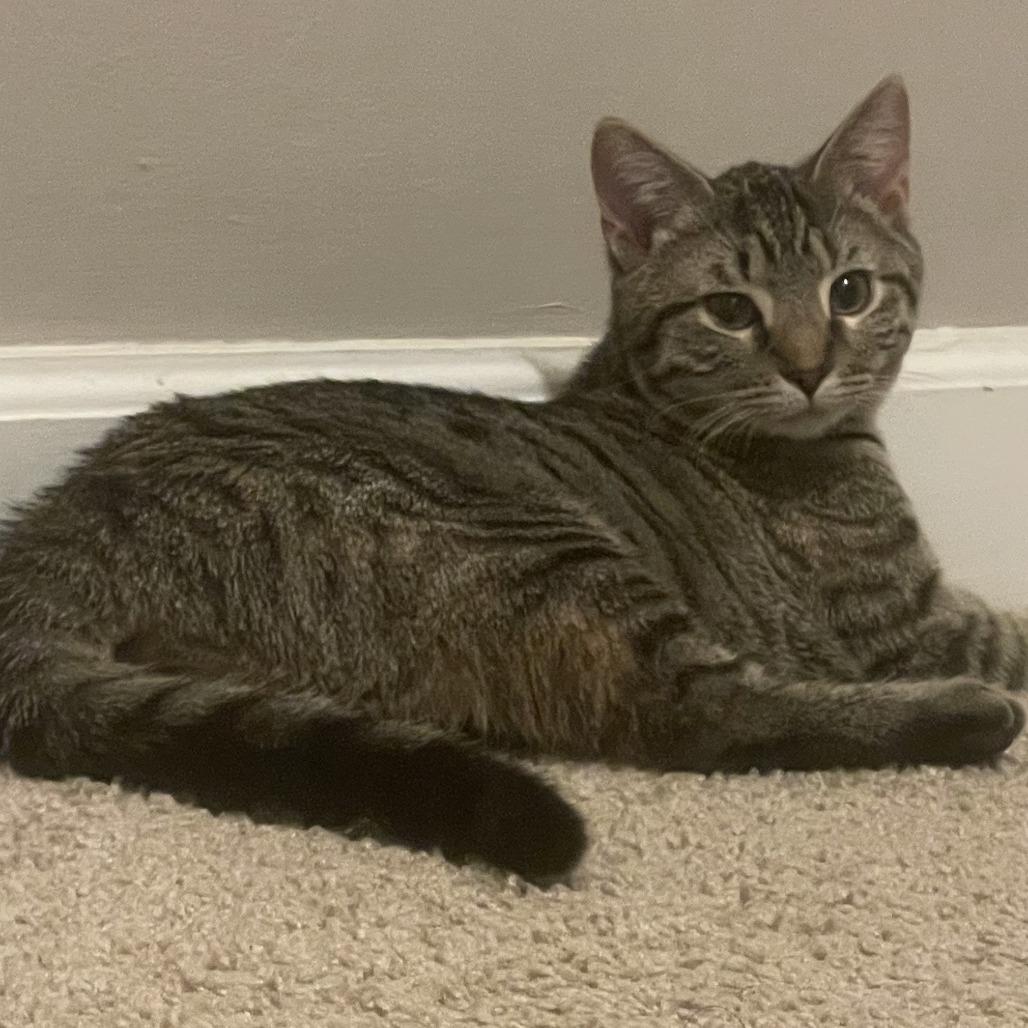 Enlarge Tera, a Adoptable Domestic Short Hair in Winston Salem, NC image 4/5