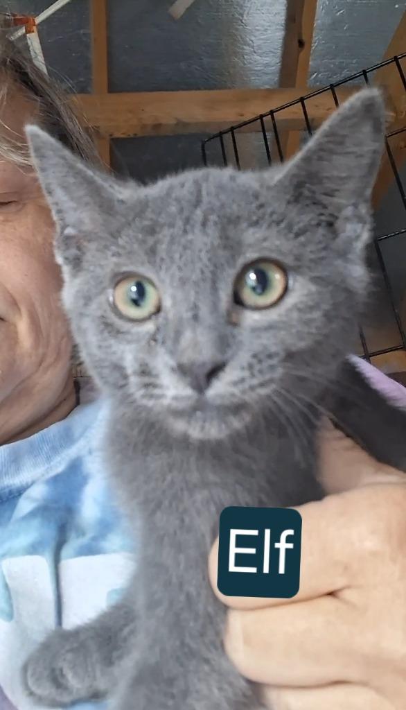 Elf, Adoptable, Kitten Male Domestic Short Hair.