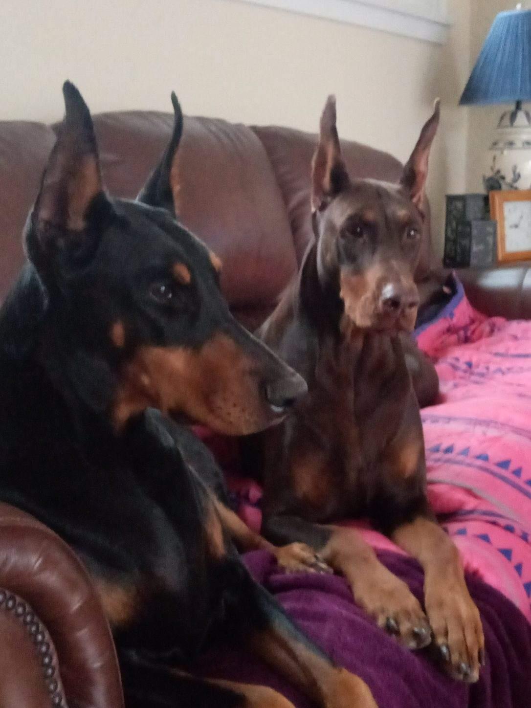 Halo, a Adoptable Doberman Pinscher in Buffalo, MN image 1/3