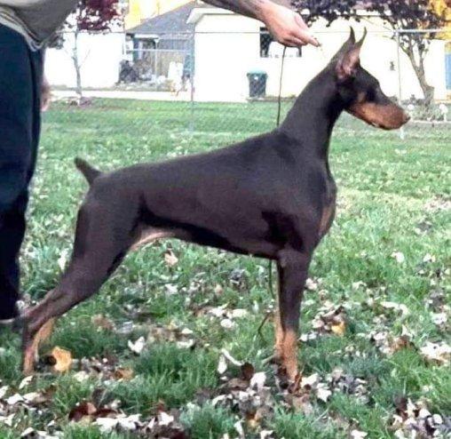 Halo, a Adoptable Doberman Pinscher in Buffalo, MN image 2/3