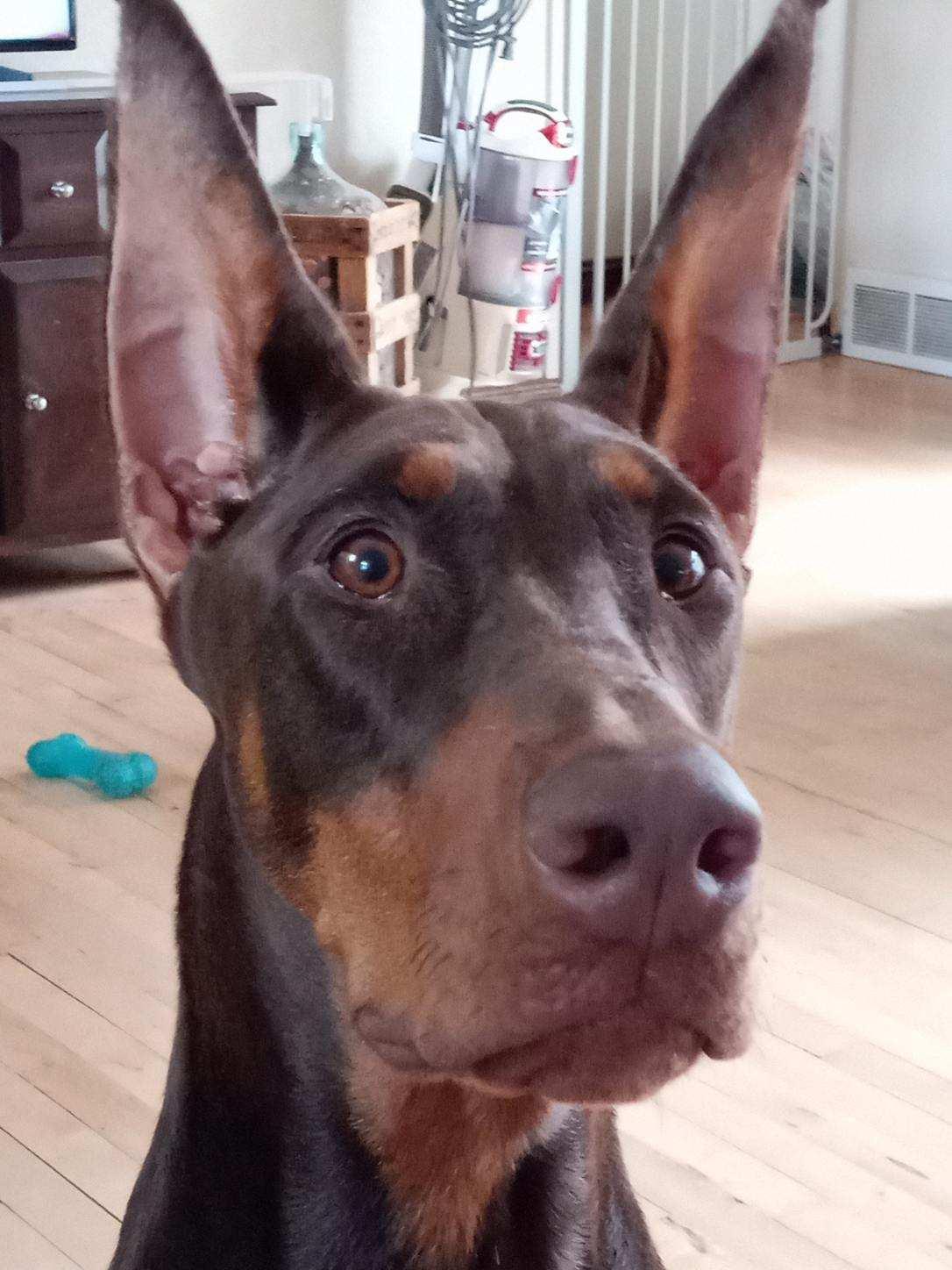 Halo, a Adoptable Doberman Pinscher in Buffalo, MN image 3/3