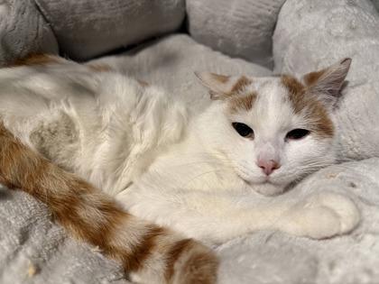 Earl, Adoptable, Adult Male Domestic Short Hair & Domestic Short Hair.