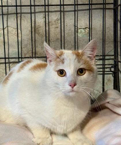 Enlarge Earl, a Adoptable mixed breed in Berwick, PA image 1/1