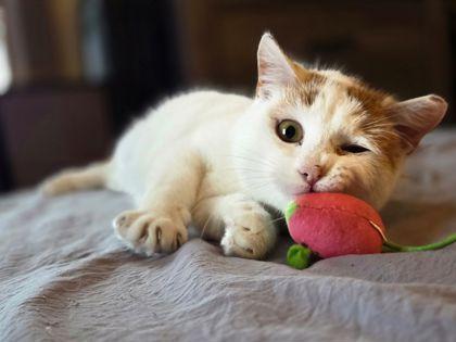 Enlarge Earl, a Adoptable mixed breed in Berwick, PA image 2/2