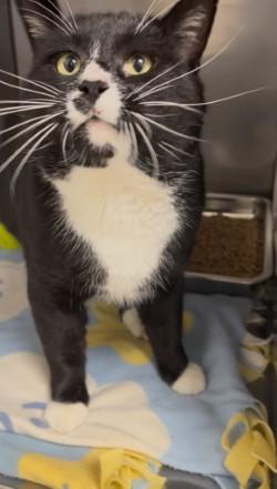 Sam, a ADOPTABLE Tuxedo in Shasta Lake, CA image 1/3