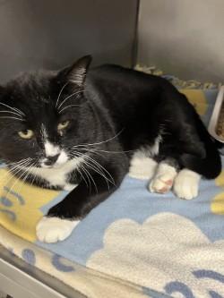 Sam, a ADOPTABLE Tuxedo in Shasta Lake, CA image 2/3