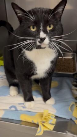 Sam, a ADOPTABLE Tuxedo in Shasta Lake, CA image 3/3