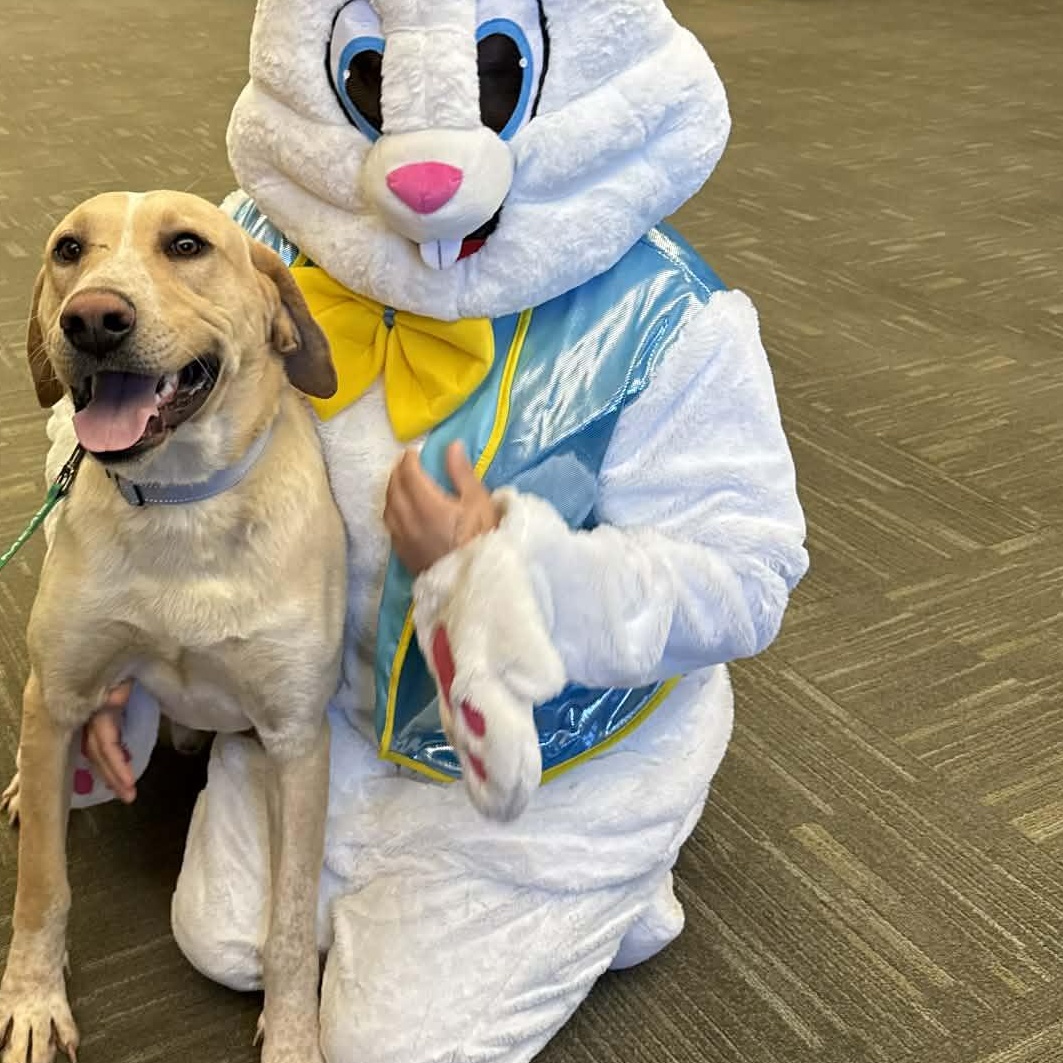Enlarge Hank, an adopted Yellow Labrador Retriever in Geneseo , IL image 3/5